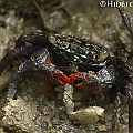 Perisesarma messa is a common crab species in mangroves around Cairns. Dactylar tubercles low, indistinct, barely discernible on distal half of dactyl.